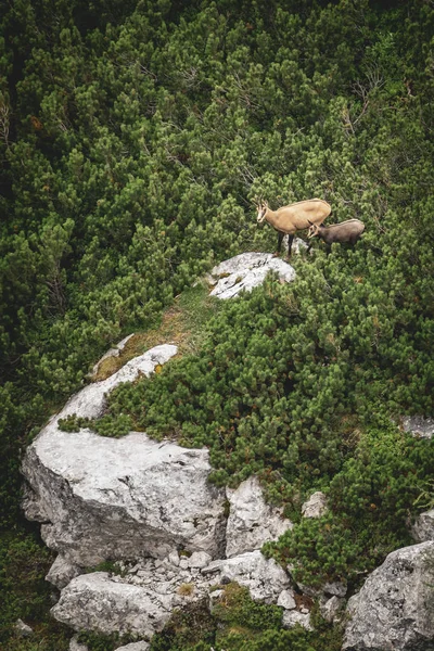 Aerial shot of female Chamois with offspring climbing on a rock in Northern Limeston Alps in Austria