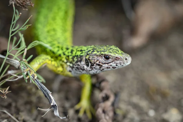 Female European Green Lizard Lacerta Viridis Shot Kamptal Austria — Stock Photo, Image