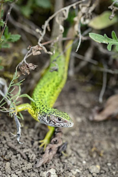 Female European Green Lizard Lacerta Viridis Shot Kamptal Austria — Stock Photo, Image