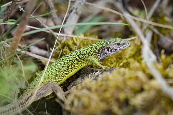 Female European Green Lizard Lacerta Viridis Grass Moss Shot Kamptal — Stock Photo, Image