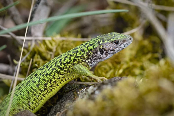 Female European Green Lizard Lacerta Viridis Grass Moss Shot Kamptal — Stock Photo, Image
