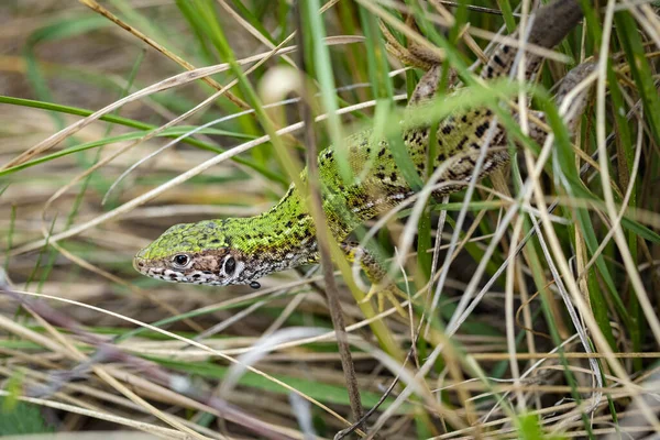 Female European Green Lizard Lacerta Viridis Tick Neck Shot Kamptal — Stock Photo, Image
