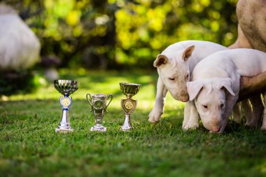 İki beyaz bullterrier