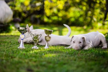 İki yavru bullterrier