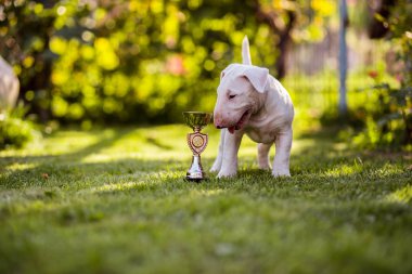 boğa korkunç köpek yavrusu