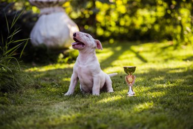 boğa korkunç köpek yavrusu