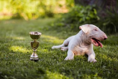 boğa korkunç köpek yavrusu