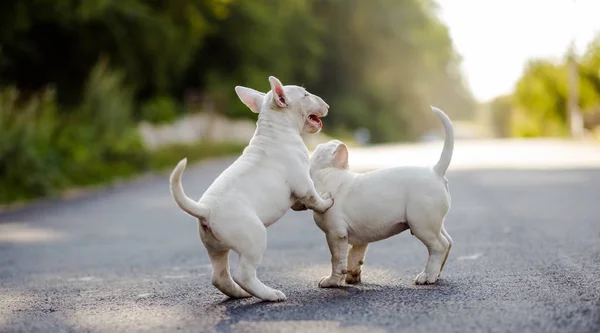 Dos cachorros bullterrier —  Fotos de Stock