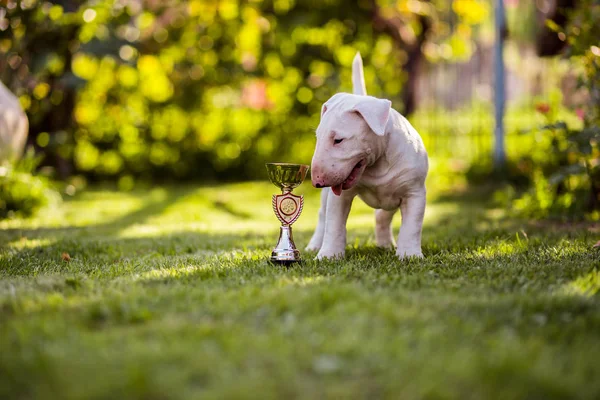 boğa korkunç köpek yavrusu