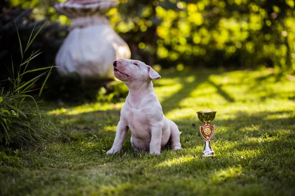 Bull Terrier Puppy — Stock Photo, Image
