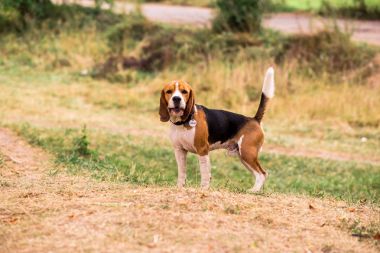 mutlu beagle köpek park