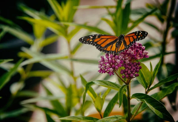 Monarch Butterfly on Milkweed — Stock Photo, Image