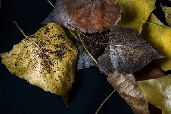 Erken sonbahar yaprakları