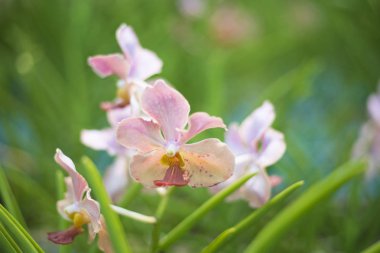 Udorn gün ışığım