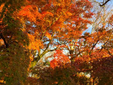 Kyoto Japonya'da sonbahar yaprakları
