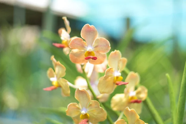 Orchidaceae in Miss Udorn Sunshine Fram