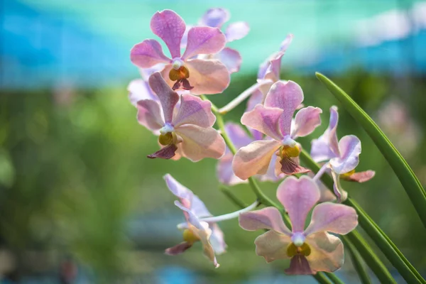 Orchidaceae in Miss Udorn Sunshine Fram
