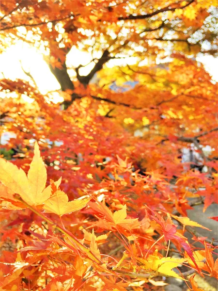 Folhas de Outono em Kyoto Japão — Fotografia de Stock