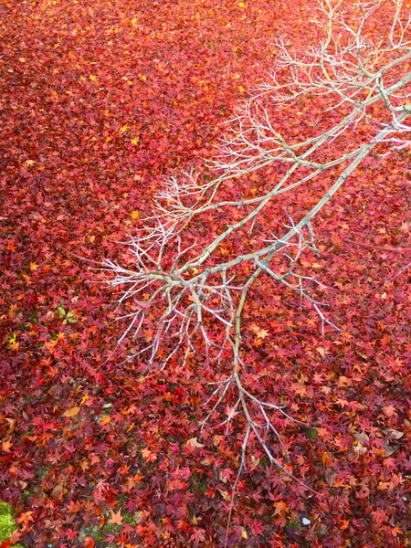 Feuilles d'automne à Kyoto Japon — Photo