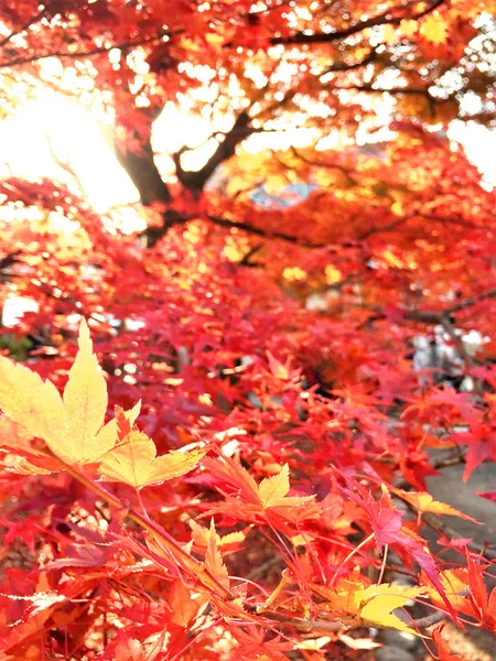 Festival Folha de Outono em Kyoto Japão — Fotografia de Stock