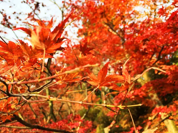 Φθινοπωρινά φύλλα στο Κιότο της Ιαπωνίας — Φωτογραφία Αρχείου