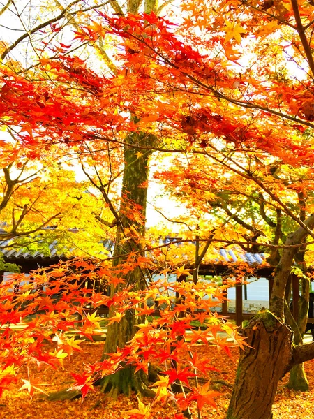 Φύλλα του φθινοπώρου Φεστιβάλ στο Κιότο της Ιαπωνίας — Φωτογραφία Αρχείου