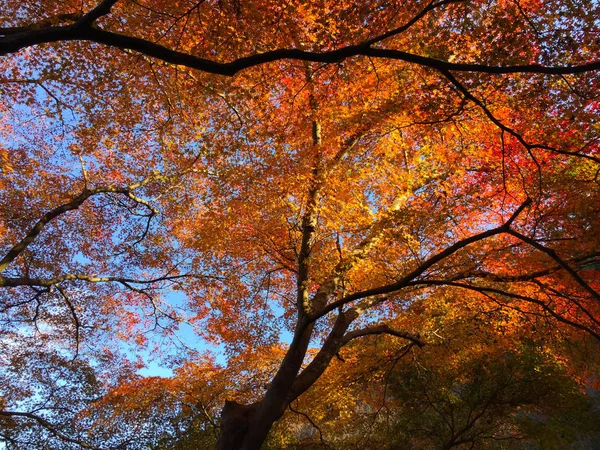 Folhas de Outono em Kyoto Japão — Fotografia de Stock