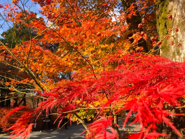 Herbstblätter in Kyoto Japan — Stockfoto