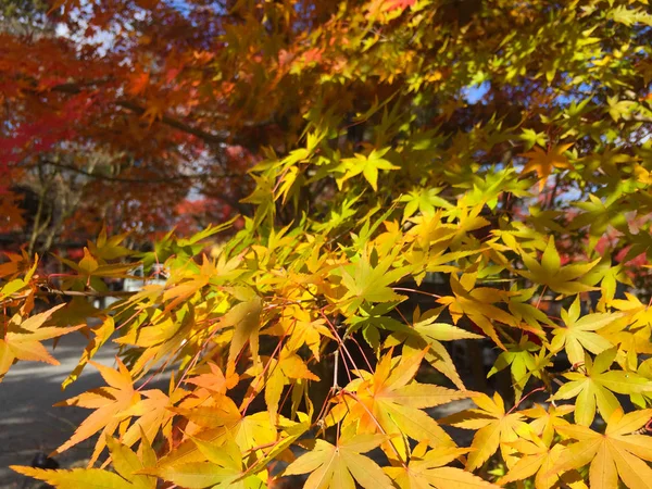 Hojas de otoño en Kyoto Japón — Foto de Stock