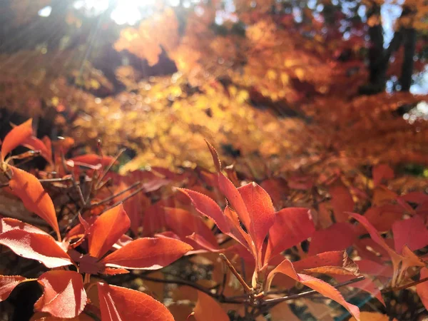 Feuilles d'automne à Kyoto Japon — Photo