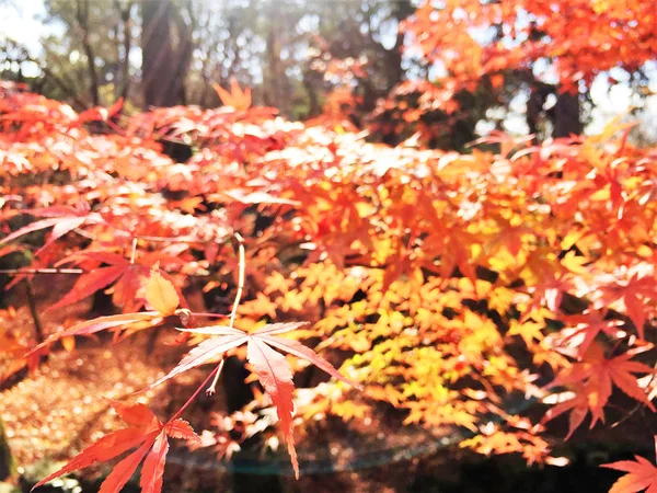 Hojas de otoño en Kyoto Japón — Foto de Stock