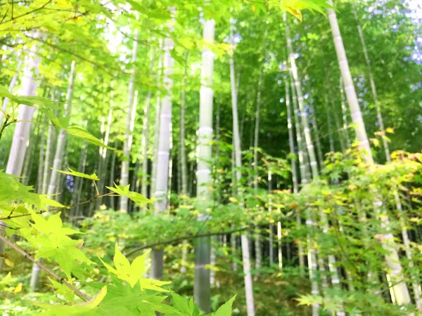 Bosque de bambú de Arashiyama — Foto de Stock