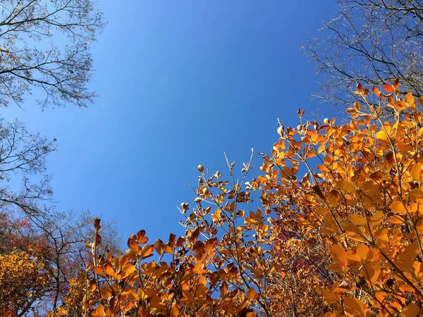 Herbstblätter in Kyoto Japan — Stockfoto