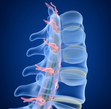 Human Spine x-ray view, 3D render clipart