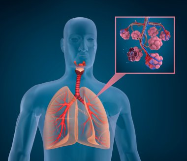 İnsan solunum sistemi - kan oksijen tarafından doyurarak anatomisi