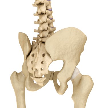 Kalça arka tıbbi doğru çizimi