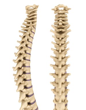 omurga anatomisi, 3d render 