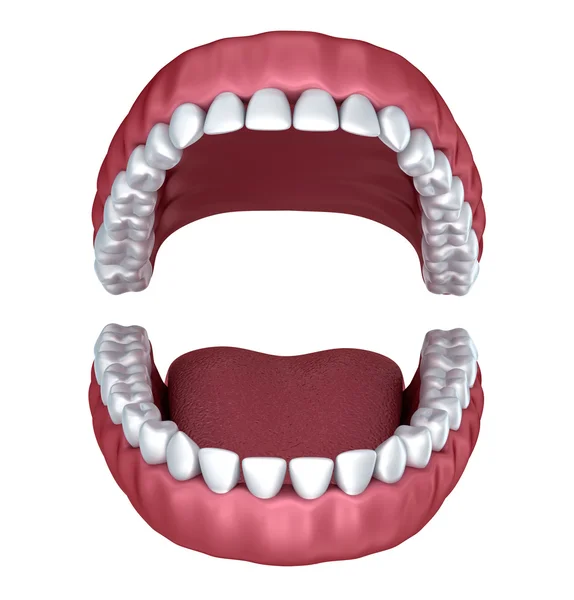 Dentiera aperta isolata su bianco. Rendering 3D — Foto Stock