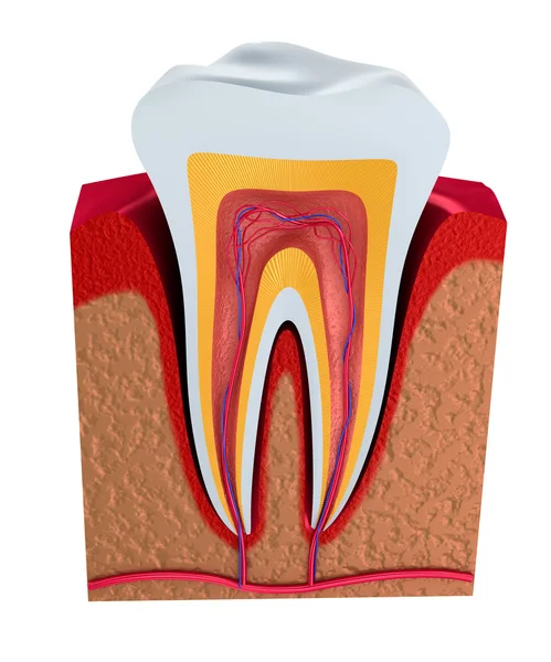 Ilustração digital de dentes seção transversal em fundo isolado — Fotografia de Stock