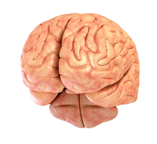 İnsan beyni 3d modeli, beyaz izole — Stok fotoğraf