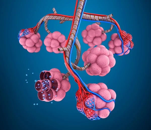 Alveoller: insan solunum sistemi - kan oksijen tarafından doyurarak natomy — Stok fotoğraf