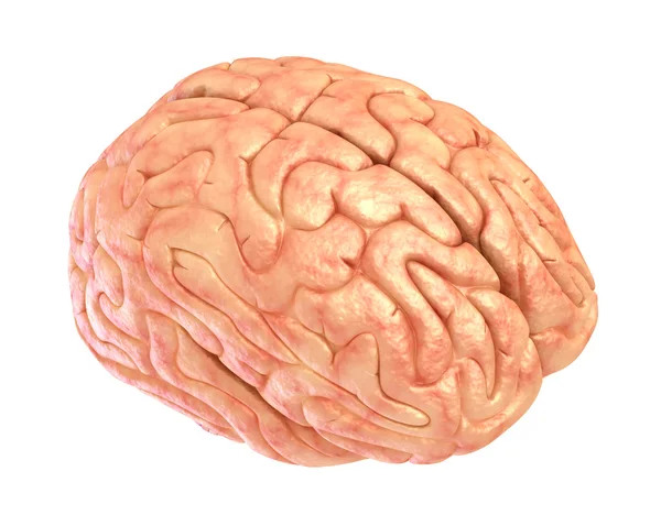 İnsan beyni 3d modeli, beyaz izole — Stok fotoğraf
