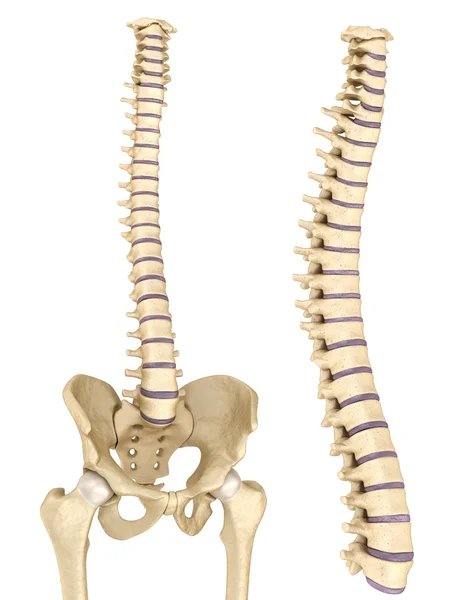 脊髓和骨盆 — 图库照片