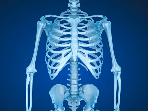 Squelette humain, poitrine — Photo