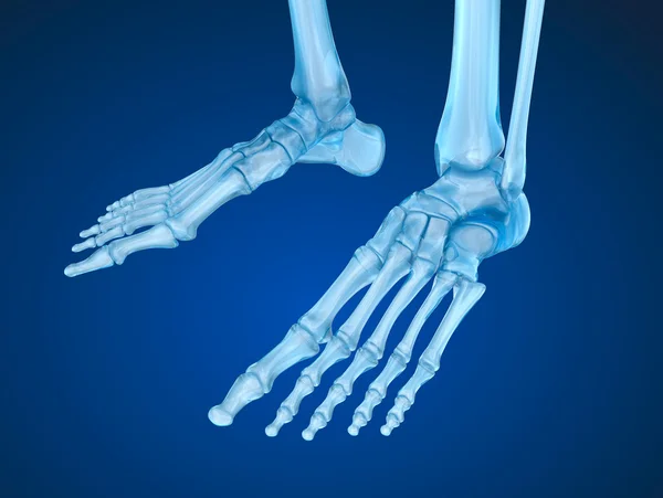 Pied squelettique, illustration 3D médicalement précise — Photo