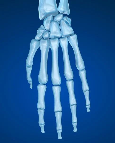 Pé esquelético, ilustração 3D medicamente precisa — Fotografia de Stock