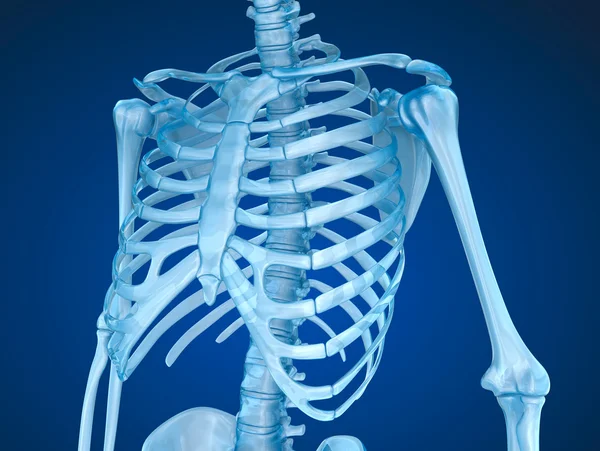 Human skeleton, breast chest — Stock Photo, Image