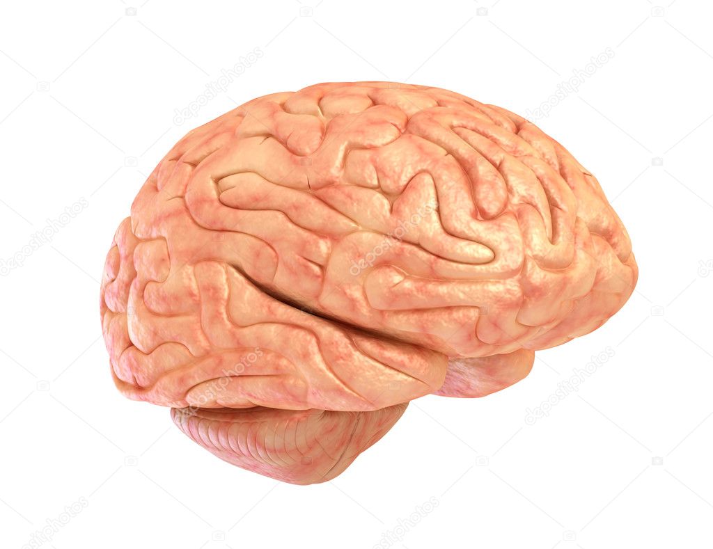 Human brain 3D model, isolated on white