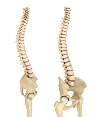 Spinal kord ve pelvis. Tıbbi doğru 3d çizim