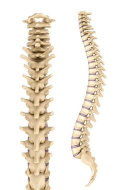 omurga anatomisi, 3d render 